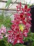 Tinonee-orchids-II 010